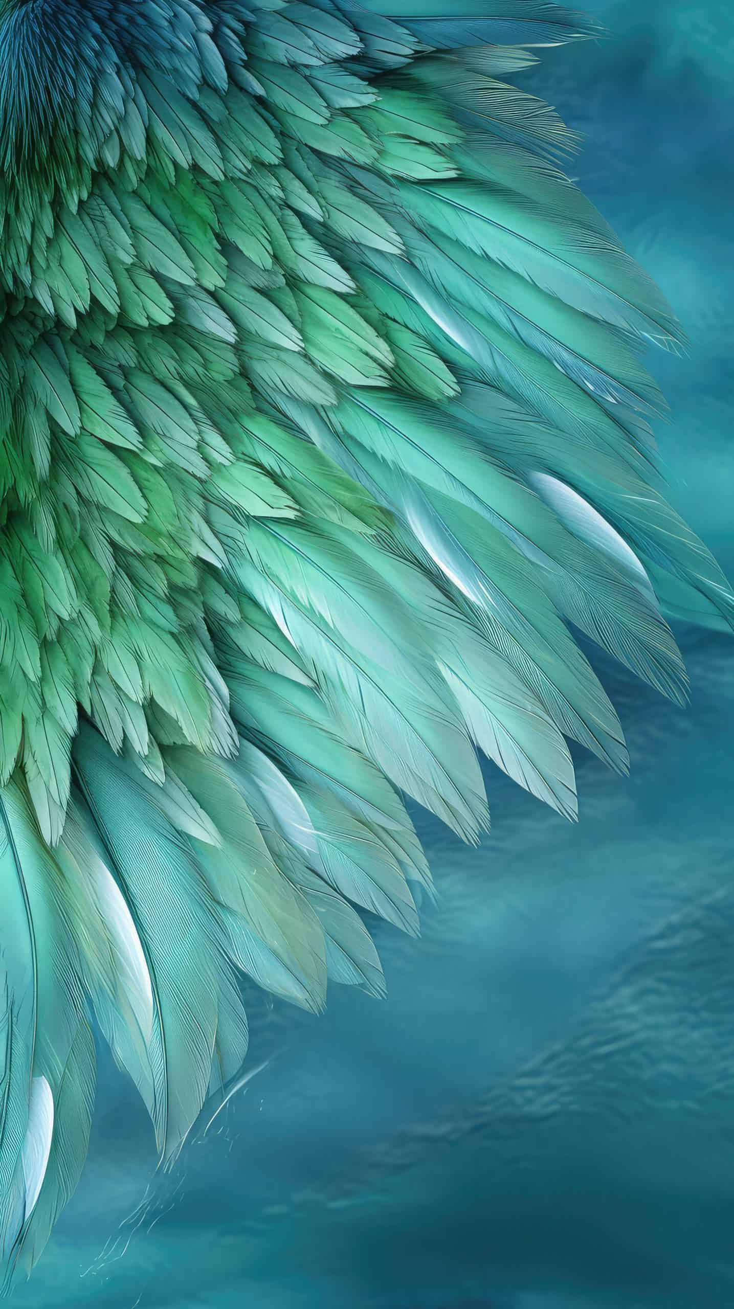 Angel's Wings